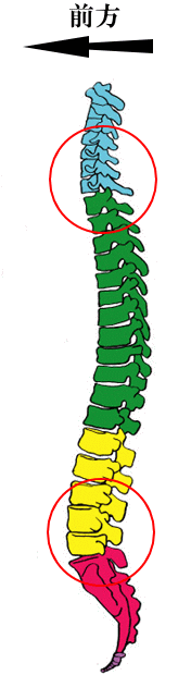 正しい脊椎の形はマッサージと整体で椎間板ヘルニアを予防改善しましょう 愛知県豊川市
